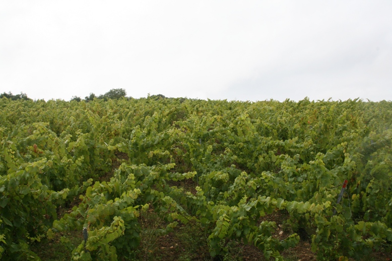 [JPG] A la vigne, le 3 août 2011 (2)