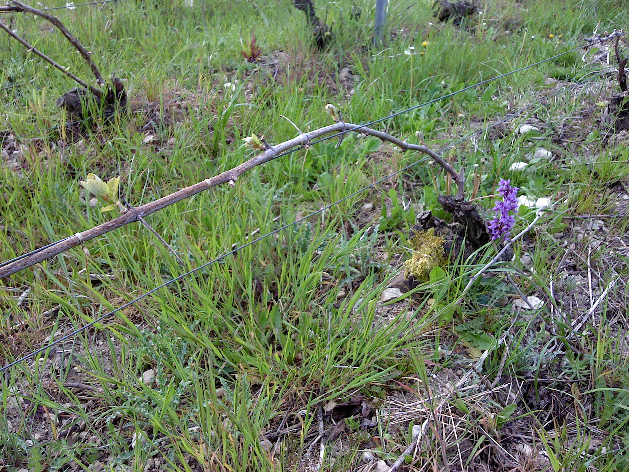 [JPG] pied de vigne attaché et orchidée